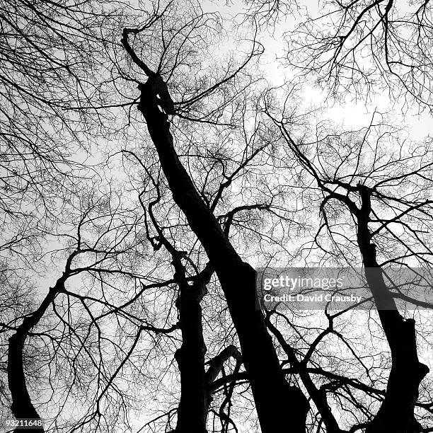 winter trees and bare branches - crausby stockfoto's en -beelden