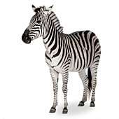 A zebra shown on a white background