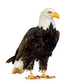 A large bald eagle on a white background