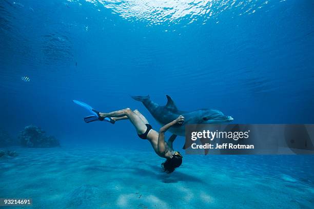 trainer swimming with dolphin - eilat stock pictures, royalty-free photos & images