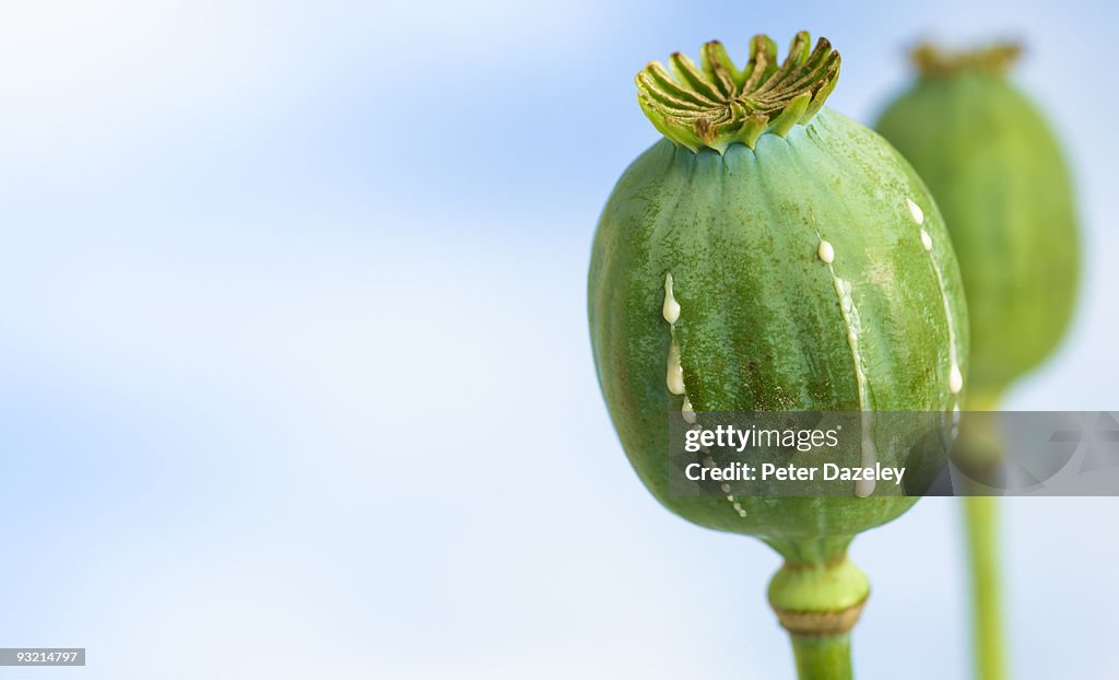 Close-up of opium heroin poppy.