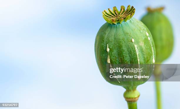 close-up of opium heroin poppy. - opium stock pictures, royalty-free photos & images