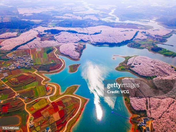 Aerial view of cherry trees in bloom at Pingba Farm on March 13, 2018 in Guiyang, Guizhou Province of China. Pingba Farm boasts of over five hundred...