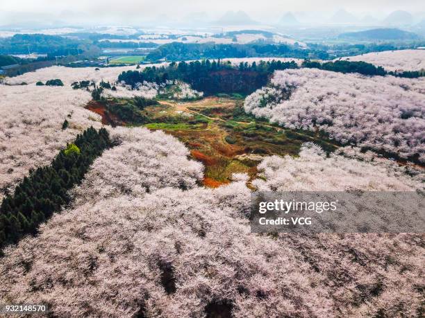 Aerial view of cherry trees in bloom at Pingba Farm on March 13, 2018 in Guiyang, Guizhou Province of China. Pingba Farm boasts of over five hundred...