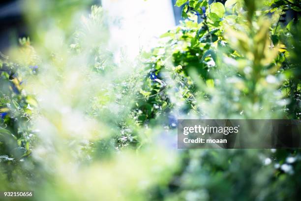 summers - lush foliage ストックフ�ォトと画像