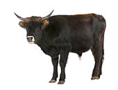Heck cattle - auroch