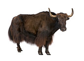 Brown yak on a white background