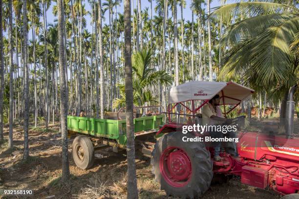 Farmer drives a Mahindra 475 DI tractor, manufactured by Mahindra & Mahindra Ltd., through an areca nut farm in the village of Kuragunda in...