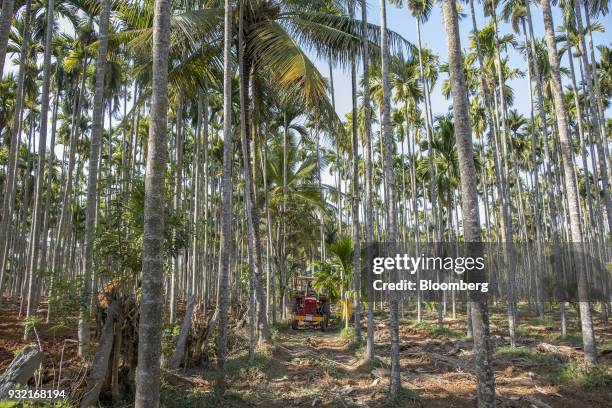 Farmer driving a Mahindra 475 DI tractor, manufactured by Mahindra & Mahindra Ltd., transports soil to an areca nut farm in the village of Kuragunda...