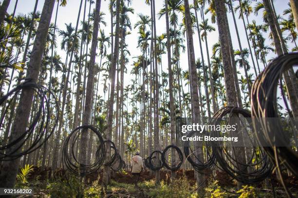 Coils of cable hang from areca palms at an areca nut farm in the village of Kuragunda in Karnataka, India, on Thursday, March 8, 2018. With almost 70...