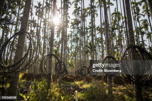 Coils of cable hang from areca palms at an areca nut farm in the village of Kuragunda in Karnataka, India, on Thursday, March 8, 2018. With almost 70...