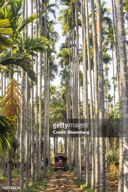 Farmer operates a tractor on an areca nut farm in the village of Kuragunda in Karnataka, India, on Thursday, March 8, 2018. With almost 70 percent of...
