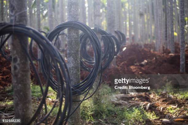 Coils of cable hang from areca palms at an areca nut farm in the village of Kuragunda in Karnataka, India, on Thursday, March 8, 2018. With almost 70...
