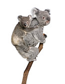 Two koala bears on a tree branch
