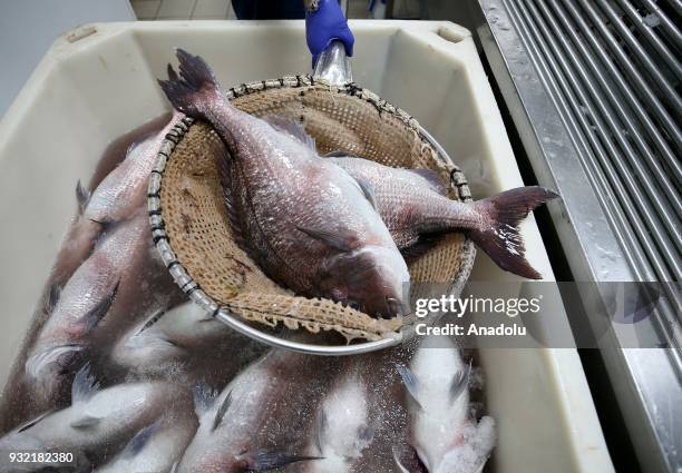 Fish, which will be sold, are see in a bucket at sea farmings, where dentex and sea bream are being breed, in Izmir, Turkey on March 14, 2018. Along...