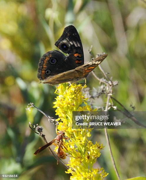 Butterfly and a wasp sit on a plant near the space shuttle Atlantis November 15, 2009 as it is prepared for a November 16 launch at Kennedy Space...