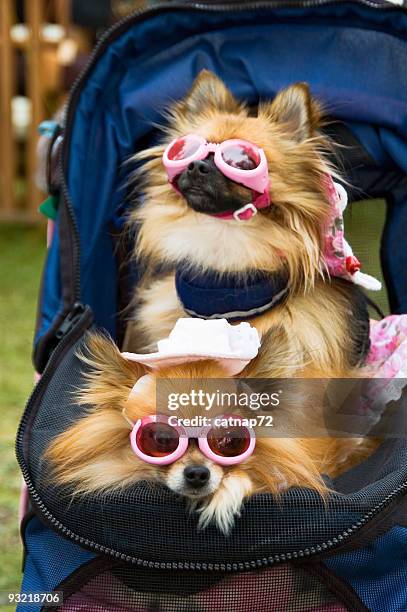 dogs dressed up in pink suglasses, canine glamour fashion - keeshond stockfoto's en -beelden