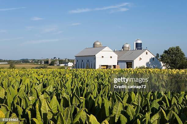 tobacco field growing in sunny summer landscape, pennsylvania farming - tobacco growing stock pictures, royalty-free photos & images