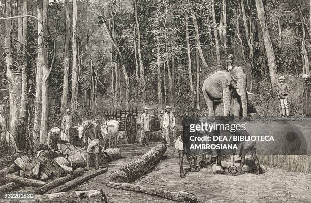 Natives felling timber in a forest, an elephant in the distance, South-East Wynaad, Kerala, India, illustration from the magazine The Graphic, volume...