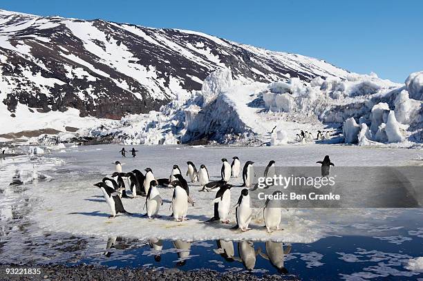 adélie penguins (pygoscelis adeliae) - adare peninsula stock pictures, royalty-free photos & images