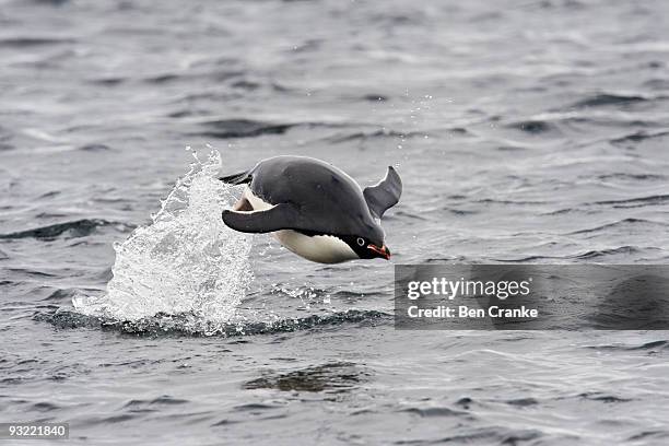 adélie penguin (pygoscelis adeliae) - adeliepinguin stock-fotos und bilder