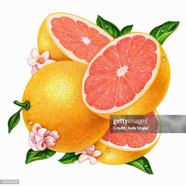 grapefrut-pink square - food white background stock illustrations