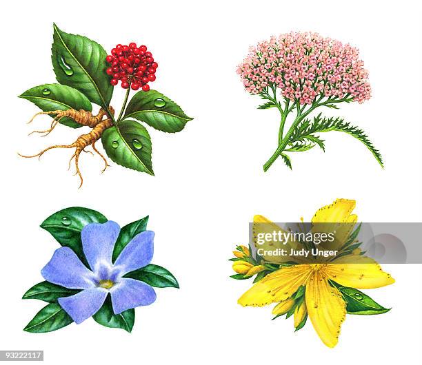herb-st johns wort, ginseng, periwinkle, valerian - valeriana officinalis stock illustrations