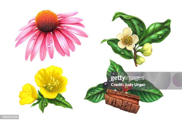 herbs-echninacea, sagrada, green tea, primrose - pink flower on white background stock illustrations