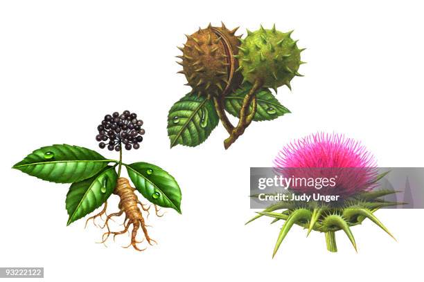 herbs-horse chestnut , white ginseng, milk thistle - milk thistle stock illustrations