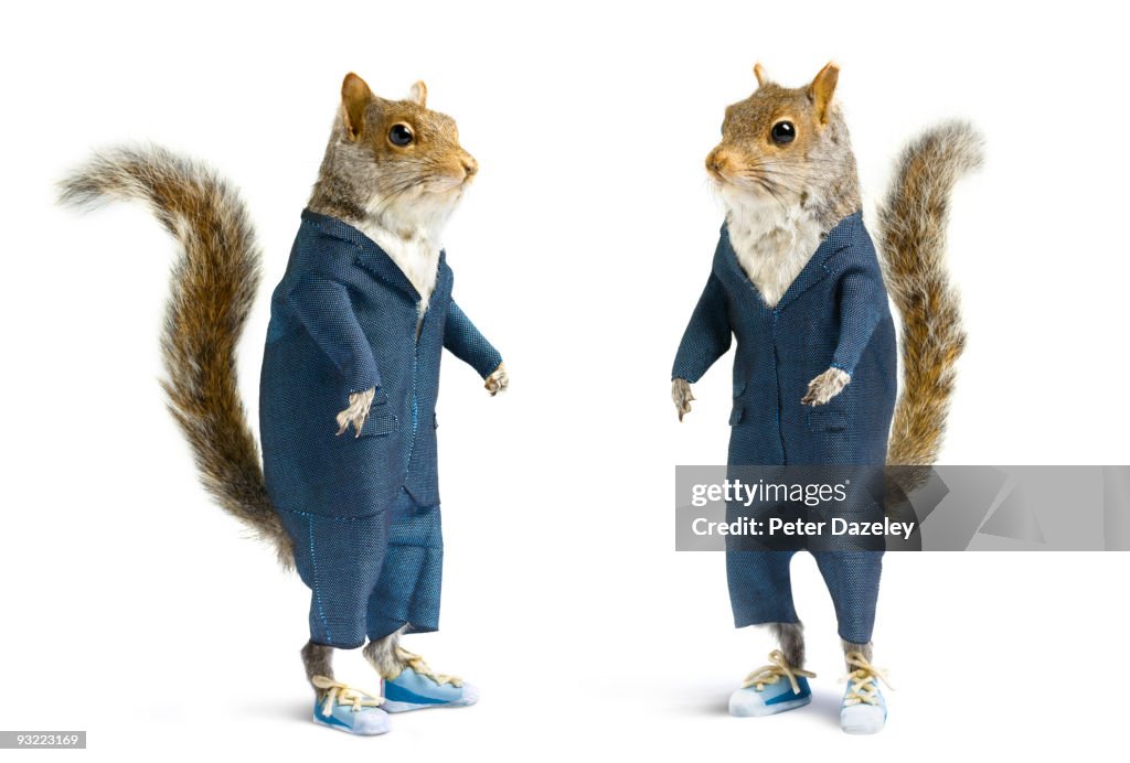 Well dressed squirrels in suits on white. 