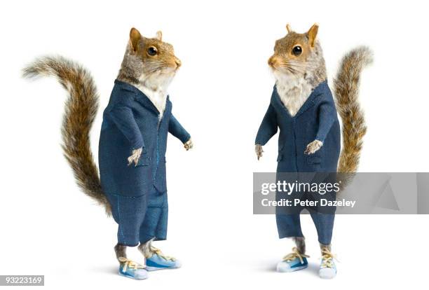 well dressed squirrels in suits on white.  - taxidermy stock pictures, royalty-free photos & images