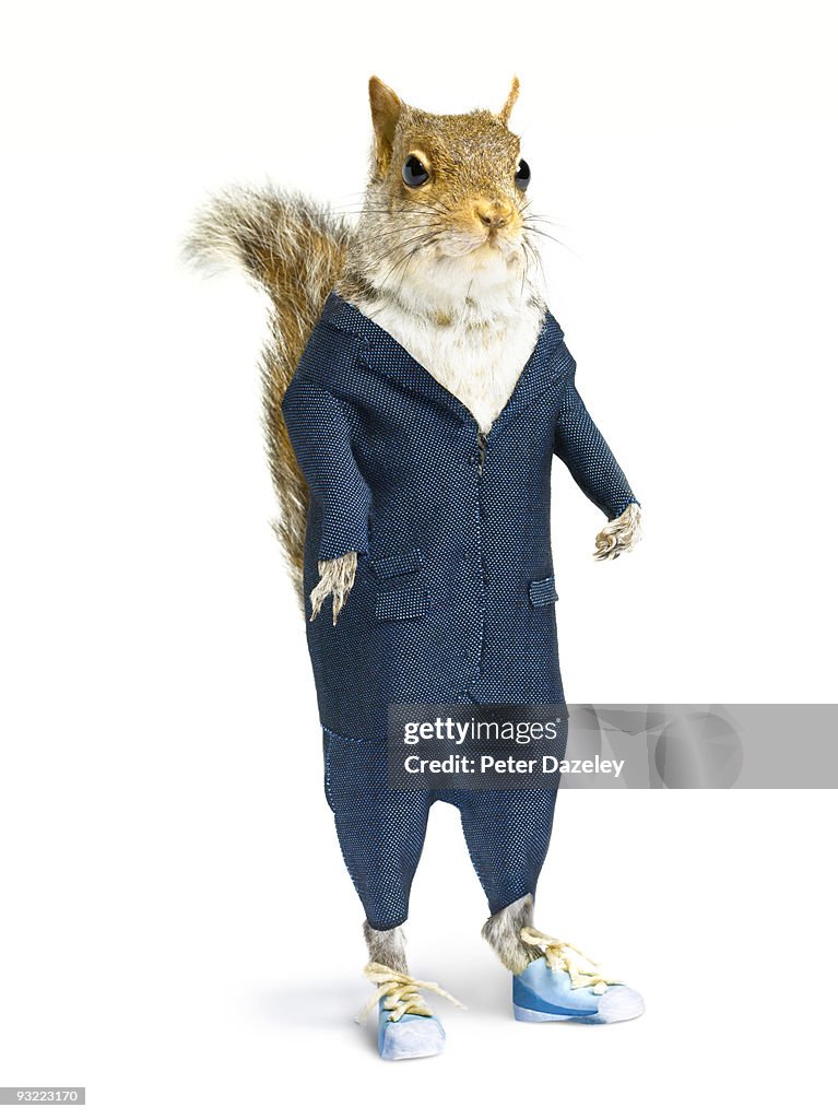 Well dressed squirrel in suit on white background.