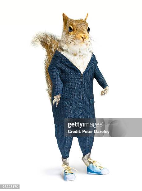 well dressed squirrel in suit on white background. - squirrel fotografías e imágenes de stock