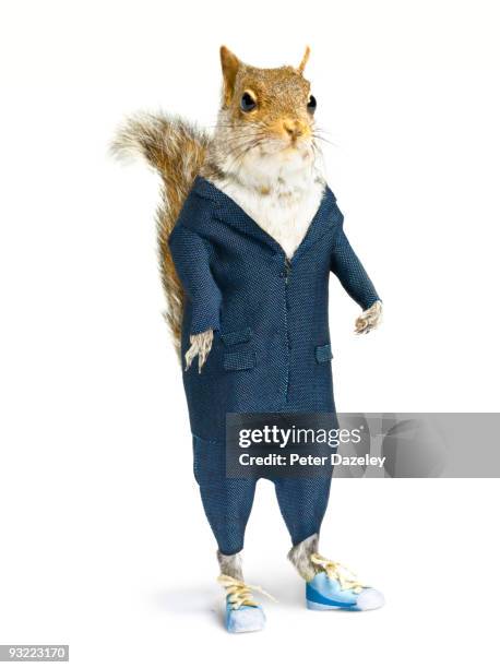 well dressed squirrel in suit on white background. - stuffed stock pictures, royalty-free photos & images