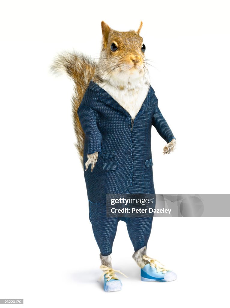 Well dressed squirrel in suit on white background.