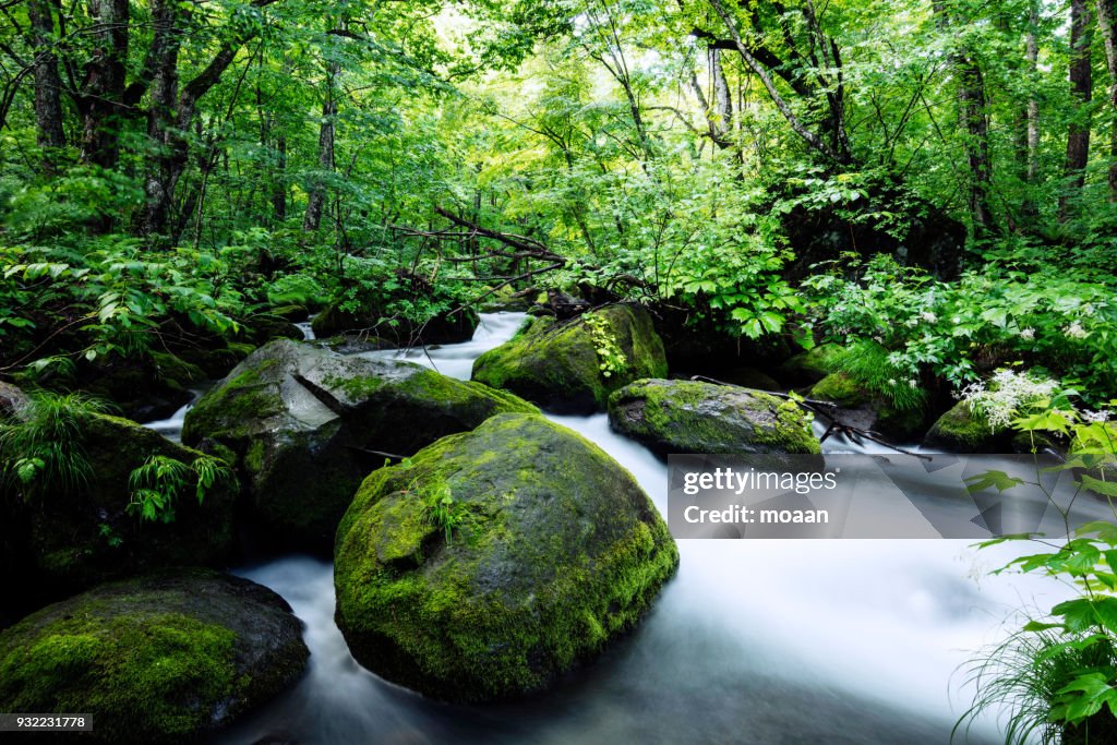 Moss Covered Stones