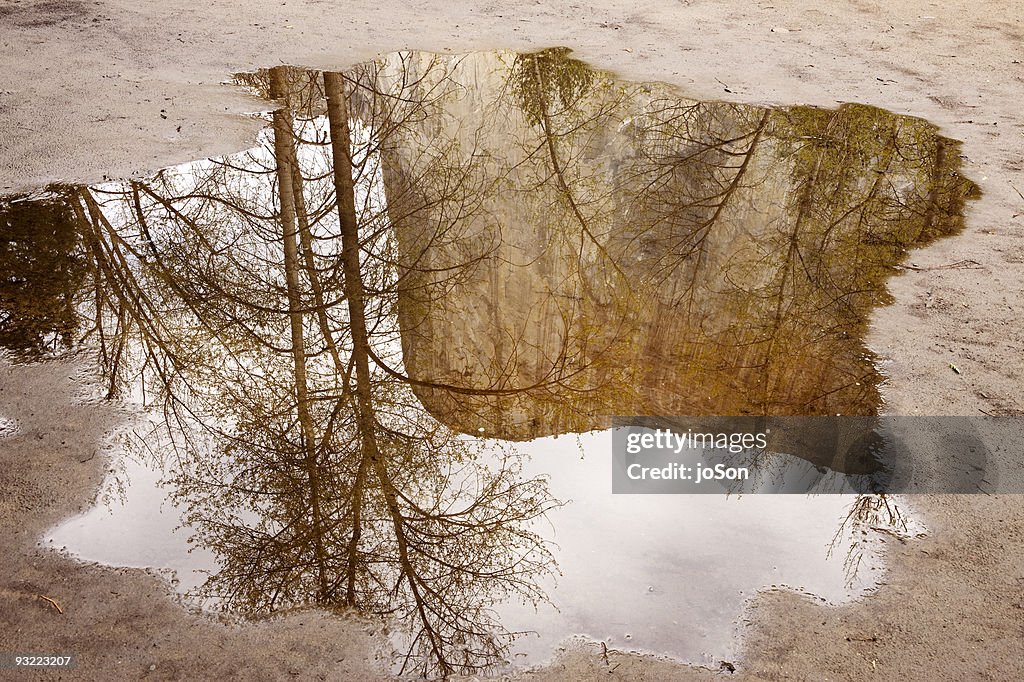 Massive El Capitan  and trees reflects in pond