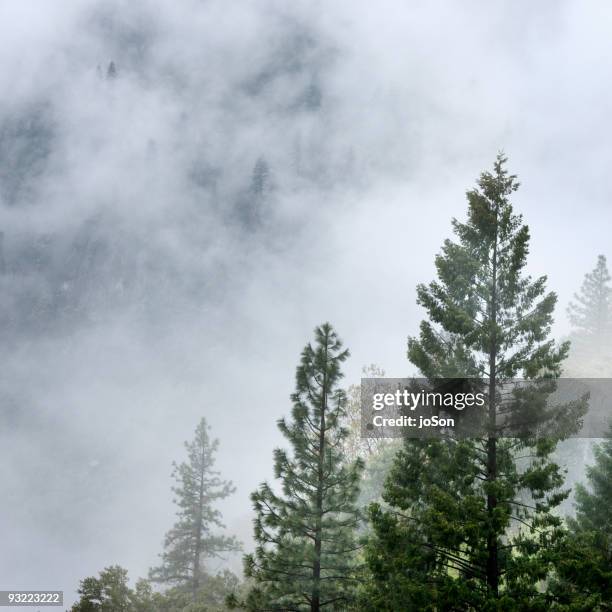 mountain ash trees in fog at mariposa grove - pdcsm1 do not delete stock-fotos und bilder