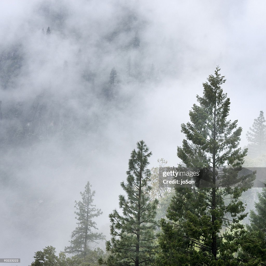 Mountain Ash trees in fog at Mariposa Grove