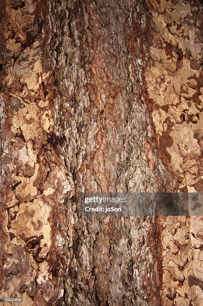 Giant Sequoia (Sequoiadendron giganteum) bark