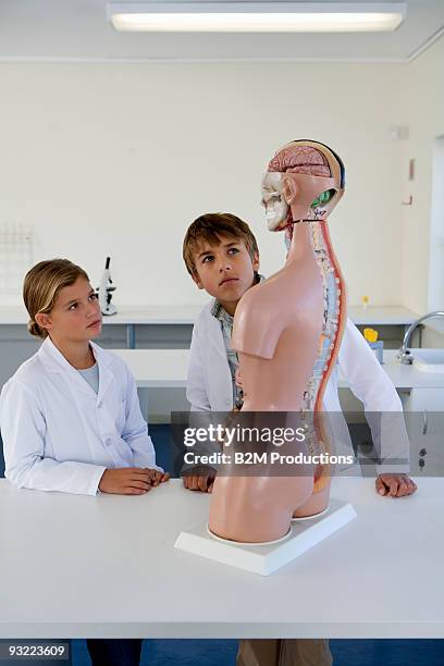 students in lab - anatomical model stock pictures, royalty-free photos & images