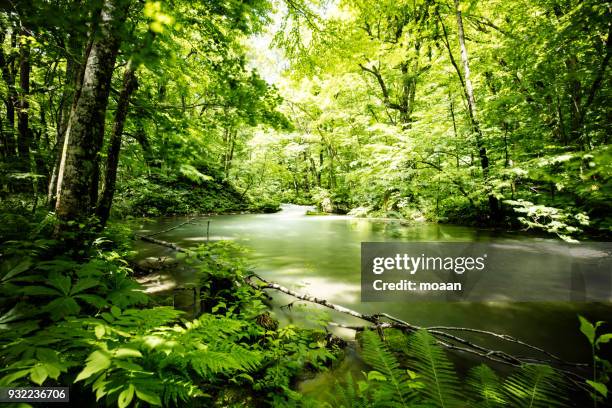 deep into the forest - leaf landscape green imagens e fotografias de stock