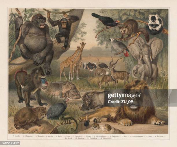ilustrações de stock, clip art, desenhos animados e ícones de african wildlife, lithograph, published in 1897 - savanah landscape