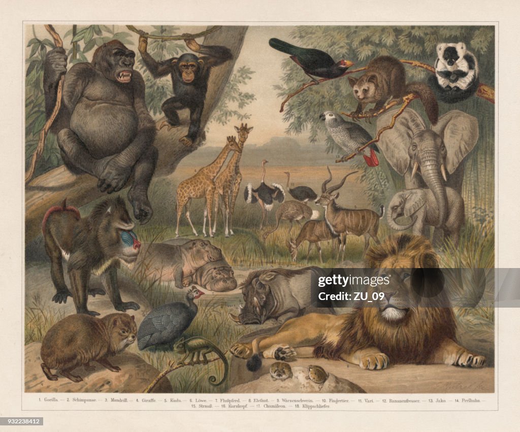 African wildlife, lithograph, published in 1897