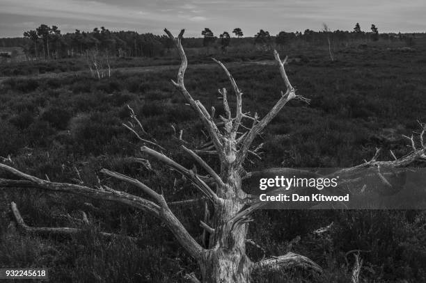 Dead trees lies in heather at Thursley National Nature Reserve on March 14, 2018 in Thursley, England. The 325-hectare site, managed by Natural...