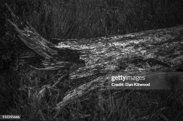 Dead trees stump lies in heather at Thursley National Nature Reserve on March 14, 2018 in Thursley, England. The 325-hectare site, managed by Natural...