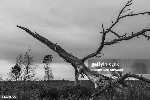 Dead trees lies in heather at Thursley National Nature Reserve on March 14, 2018 in Thursley, England. The 325-hectare site, managed by Natural...