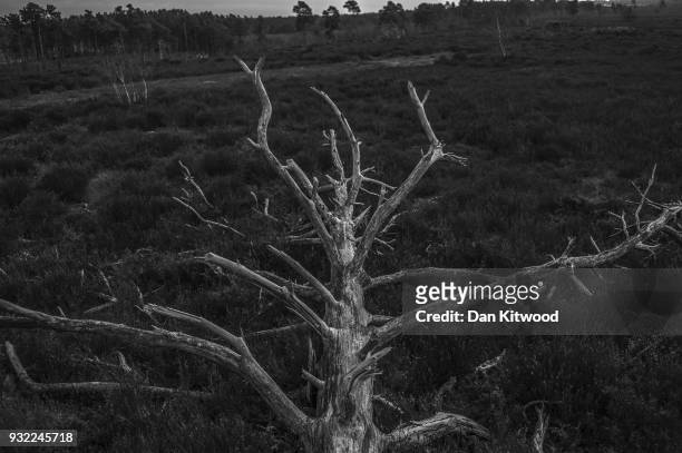 Dead trees lies in heather at Thursley National Nature Reserve on March 14, 2018 in Thursley, England. The 325-hectare site, managed by Natural...