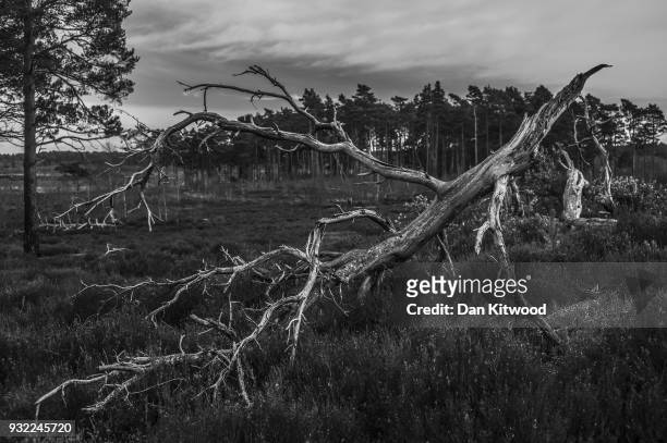 Dead trees lies in heather at Thursley National Nature Reserve on March 14, 2018 in Thursley, England. The 325-hectare site, managed by Natural...