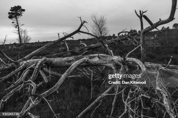 Dead trees lie in heather at Thursley National Nature Reserve on March 14, 2018 in Thursley, England. The 325-hectare site, managed by Natural...